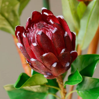 27" Red King Protea Flower